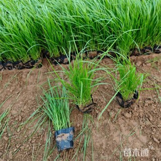 高度25厘米羽绒狼尾草