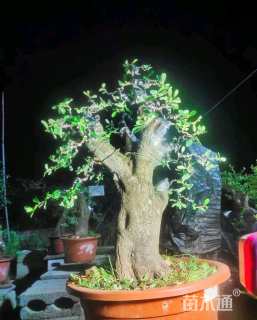 高度120厘米火棘