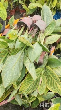 高度30厘米花叶美人蕉