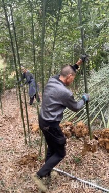 地栽苗雷竹