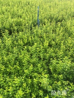 高度25厘米金禾女贞