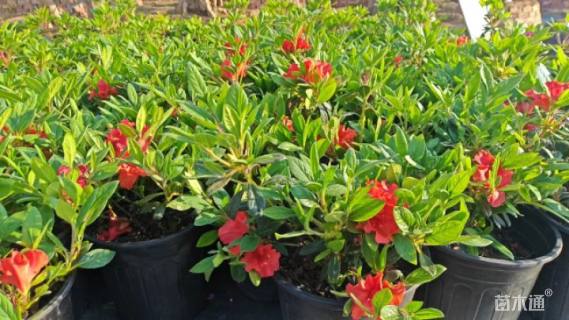 容器苗安酷杜鹃