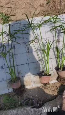 高度48厘米旱伞草