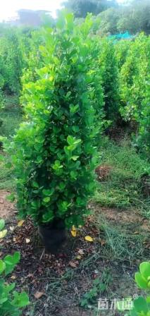 高度150厘米火山榕