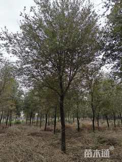 14公分弗吉尼亚栎