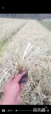 高度20厘米玉带草