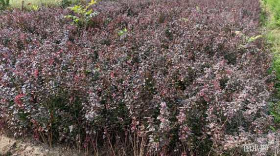 高度50厘米红叶小檗