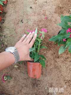 高度30厘米五星花