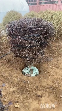 高度180厘米红花继木