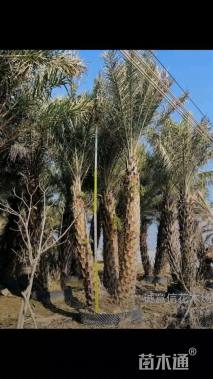 裸干高200厘米多杆中东海枣