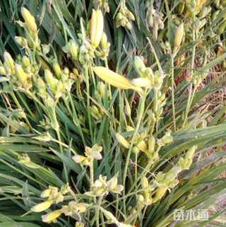 高度30厘米金娃娃萱草