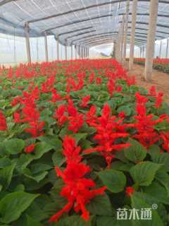 高度20厘米一串红