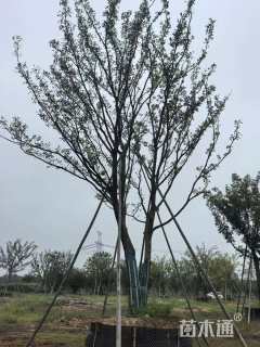30公分朴树