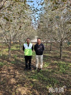 10公分绚丽海棠