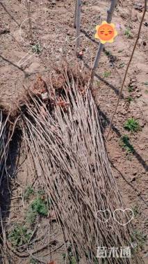 高度100厘米木槿