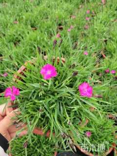 高度10厘米欧石竹