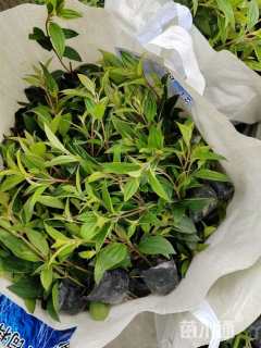 高度20厘米巴西野牡丹