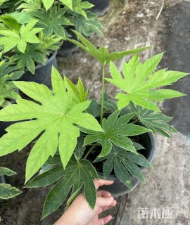 高度20厘米八角金盘