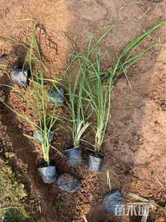 高度40厘米金红羽狼尾草
