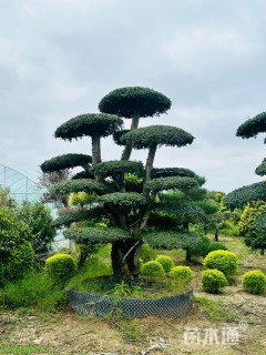 50公分对节白蜡