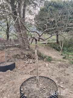 高度100厘米羽毛枫