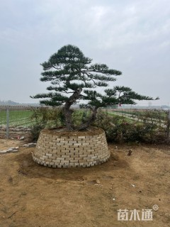 10公分造型赤松