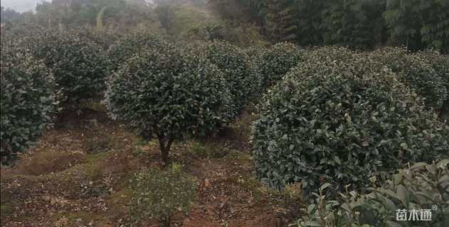 冠幅150厘米茶梅球