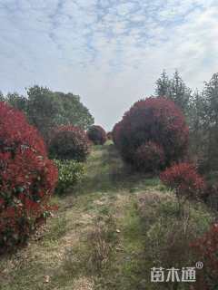 冠幅250厘米红叶石楠球