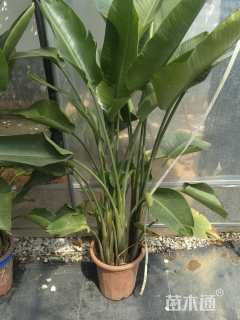 高度180厘米旅人蕉