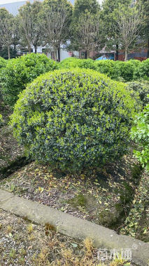 冠幅200厘米海桐球