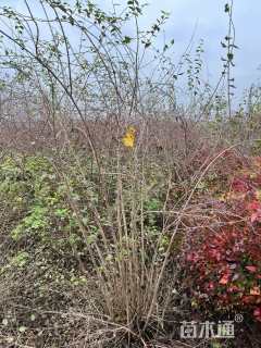 高度120厘米猥实