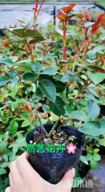 高度10厘米月季