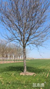 25公分国槐