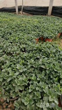 高度12厘米薄荷