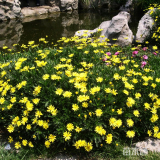 高度80厘米黄金菊