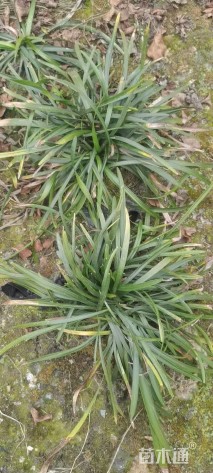 高度15厘米兰花三七草