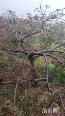 高度200厘米羽毛枫