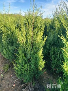 高度1200厘米桧柏