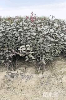 高度60厘米红叶李小苗