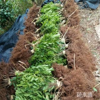 高度150厘米春娟小苗