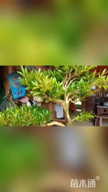 高度60厘米雀舌黄杨