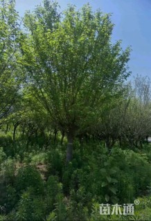 17公分染井吉野樱