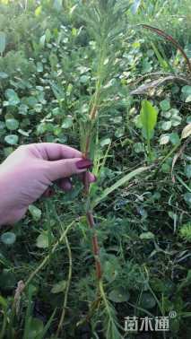 高度30厘米狐尾藻