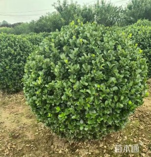 冠幅250厘米卫矛球