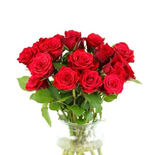 高度10厘米卡罗拉月季