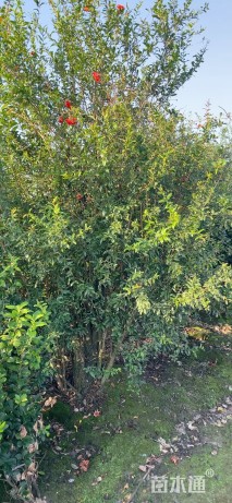 高度150厘米花石榴