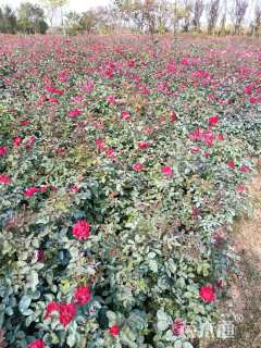 高度50厘米红帽月季