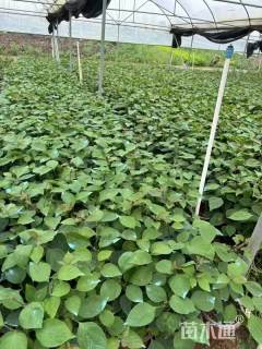 高度50厘米杜鹃