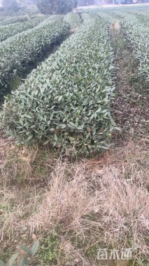 高度60厘米茶树