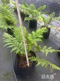 高度100厘米澳洲树蕨
